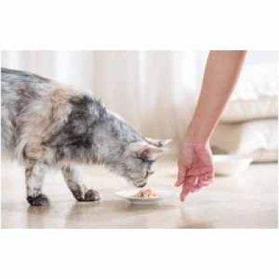 Miglior Umido per gatti