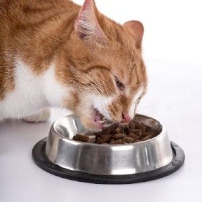 Miglior crocchette gatti-prodotti migliore 24